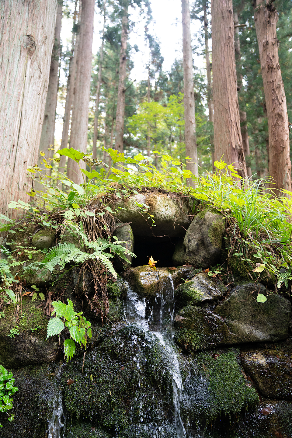 苔むした岩から湧き出る天然水
